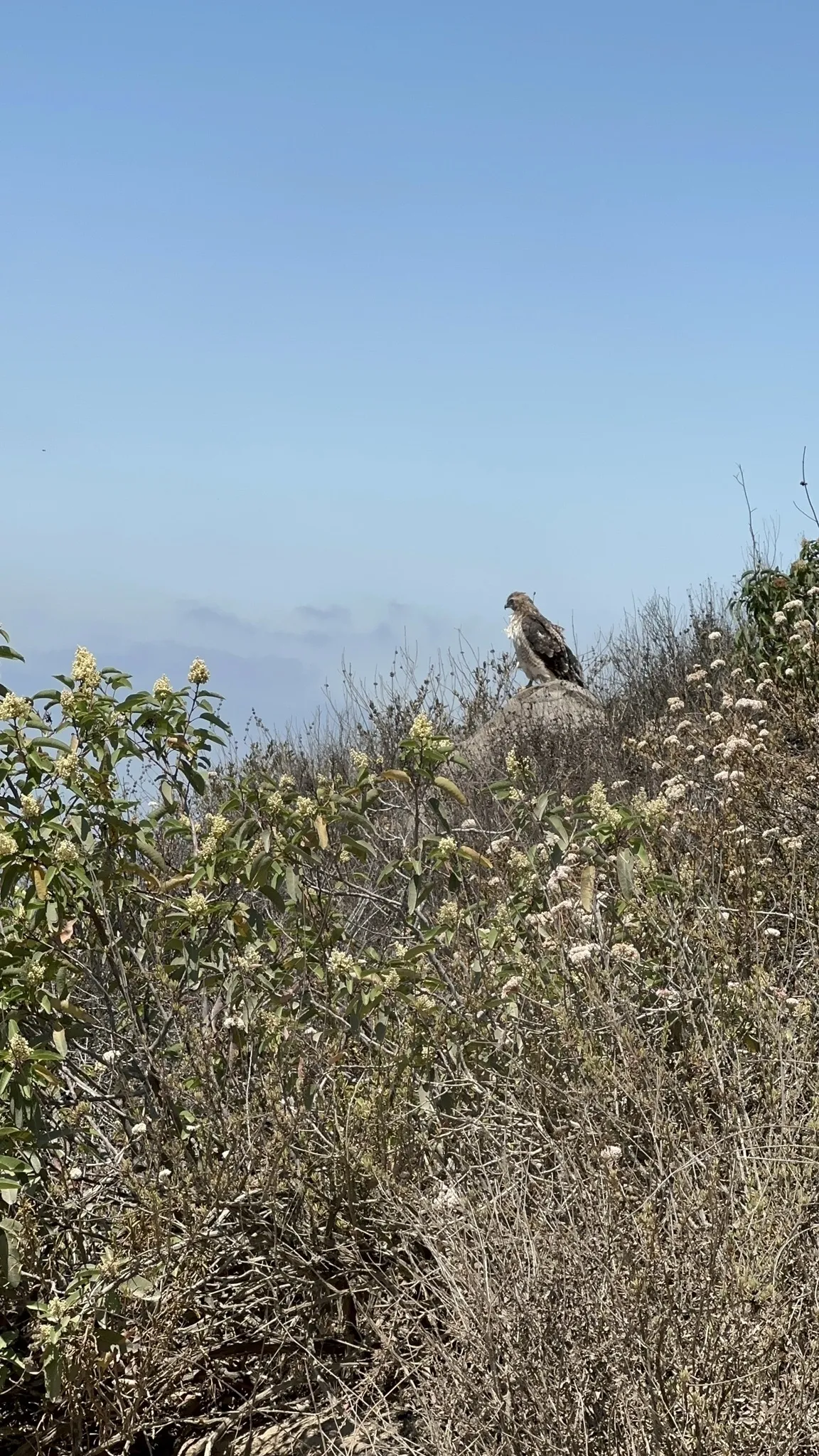 Cowell Mountain Summit Hike
