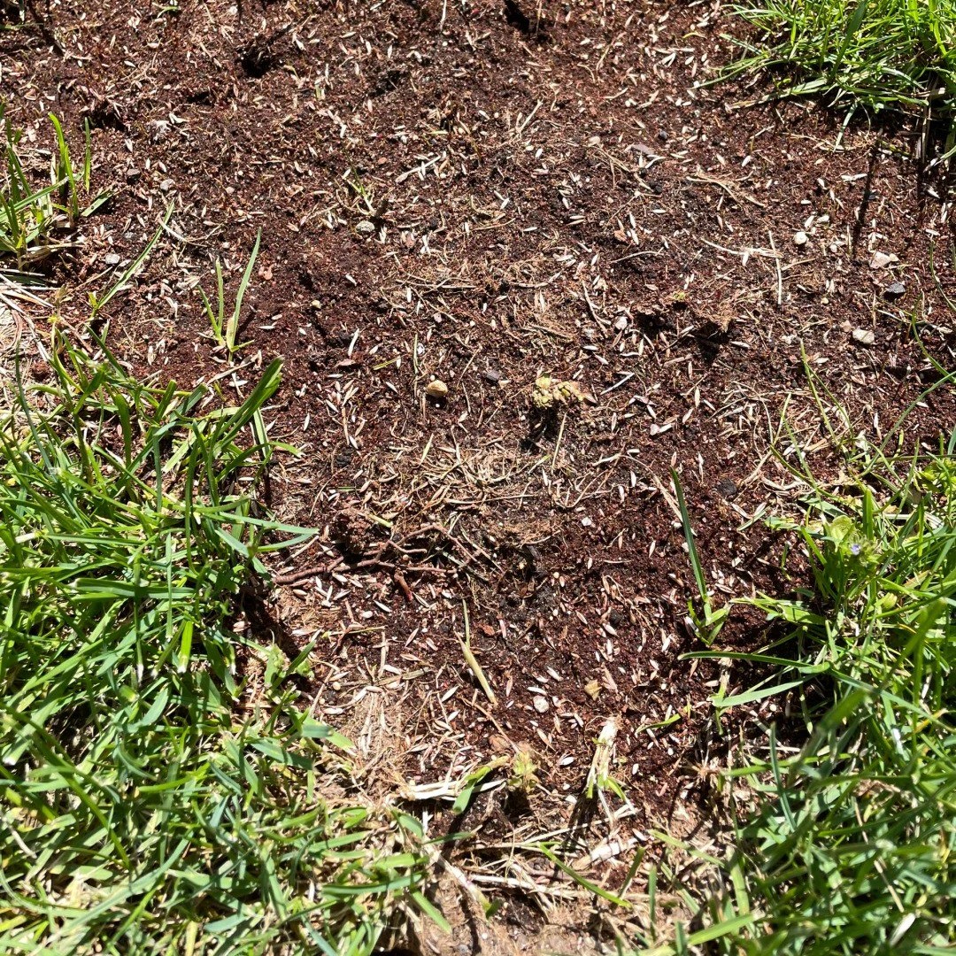 Lawn Repair Guide (Lazy Man's Edition) 