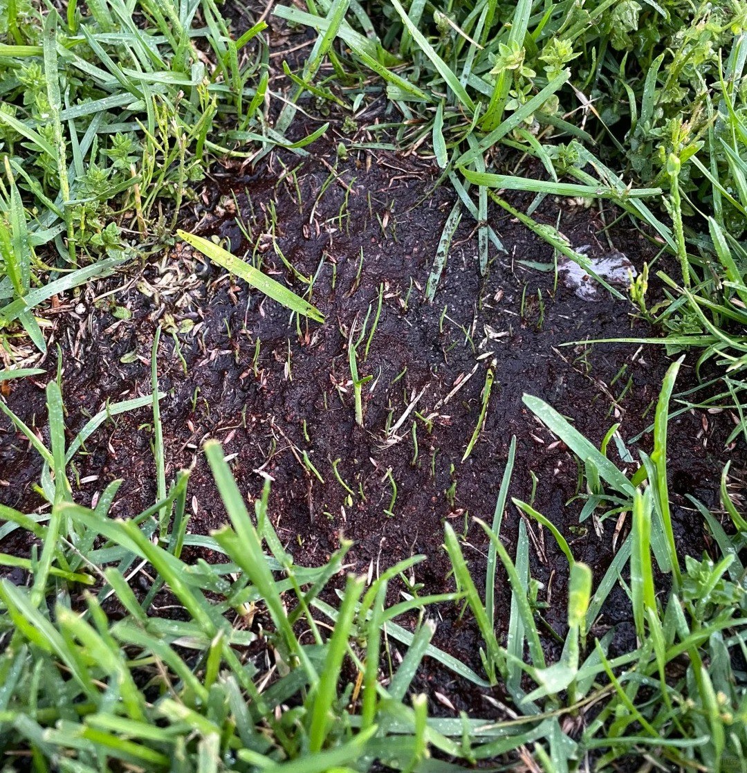 Lawn Repair Guide (Lazy Man's Edition) 