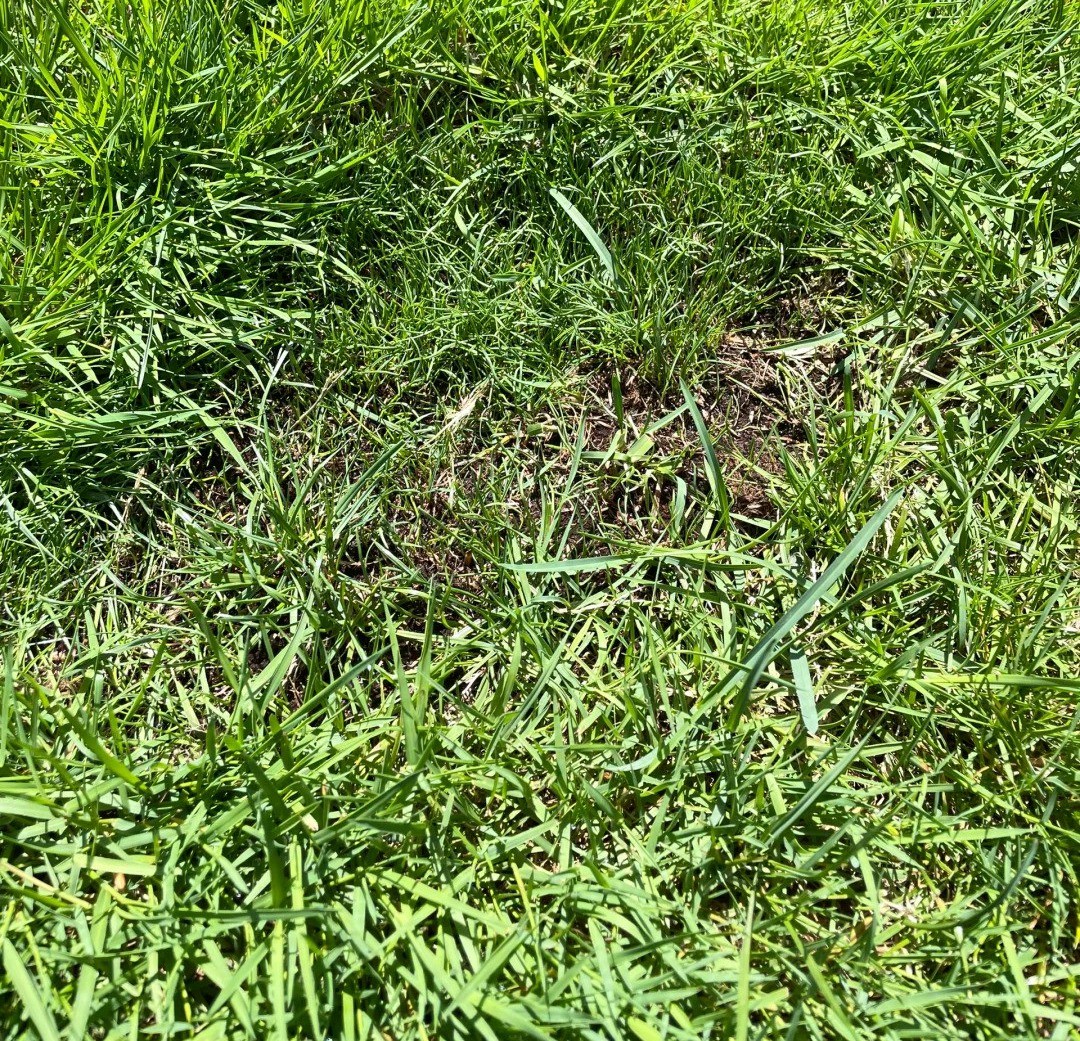 Lawn Repair Guide (Lazy Man's Edition) 