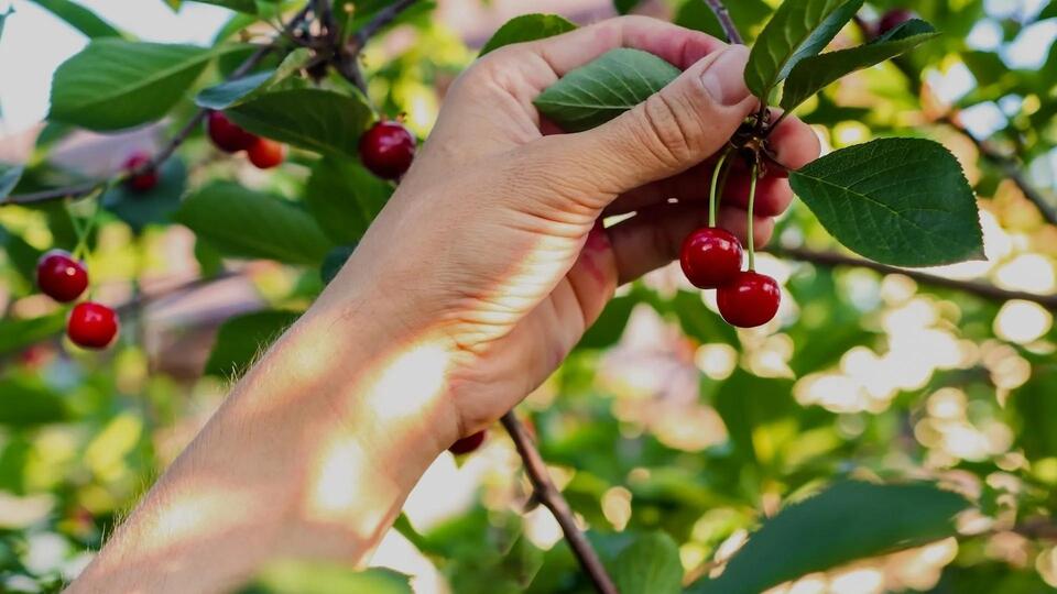Why Cherries Are So Pricey Right Now