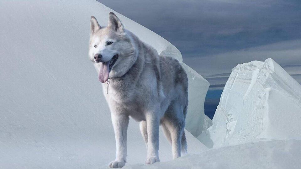 Balto’s Wild Ride Saved a Town