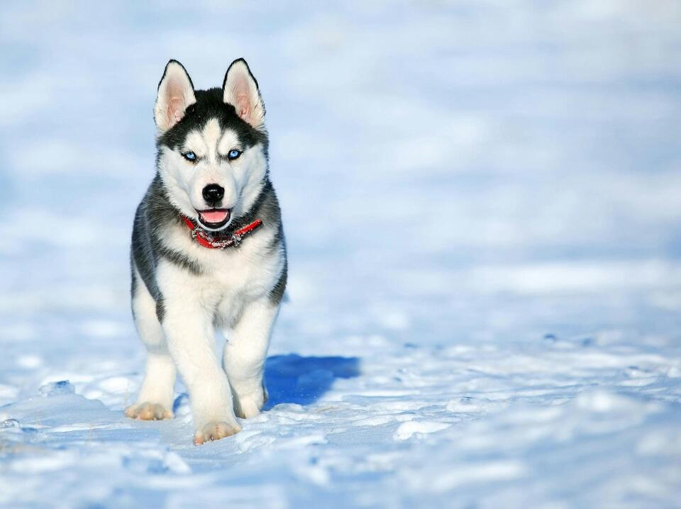 Balto’s Wild Ride Saved a Town