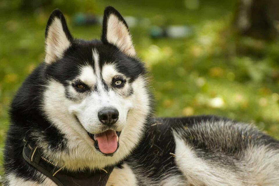 Balto’s Wild Ride Saved a Town