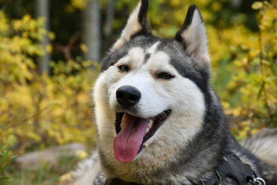 Balto’s Wild Ride Saved a Town