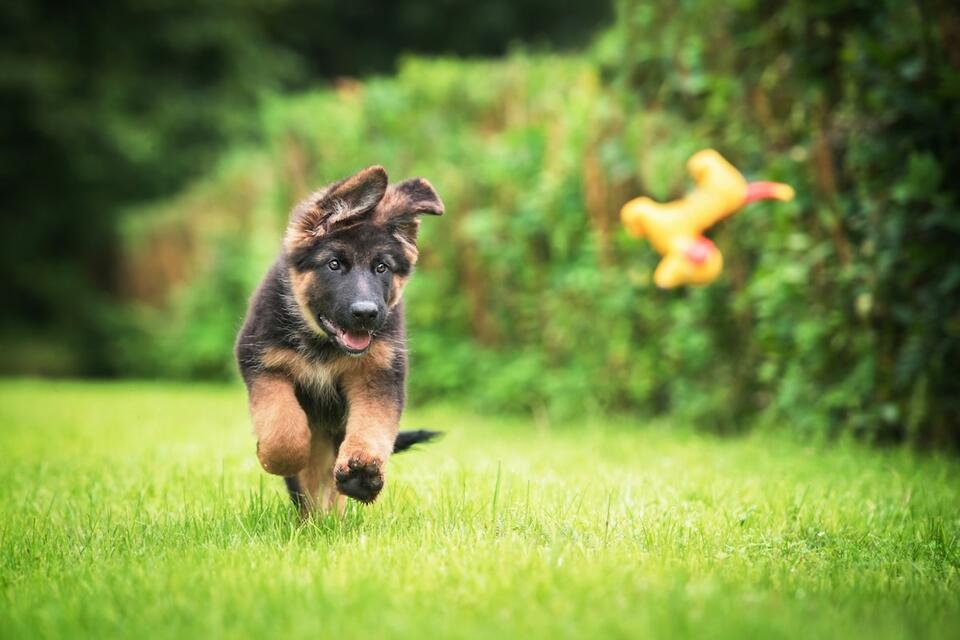 German Shepherds Break Puppy Jail Rules