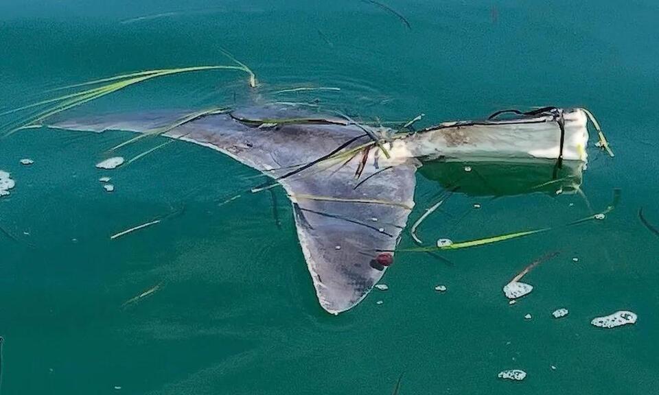 Massive Shark Fin Mystery in Connecticut