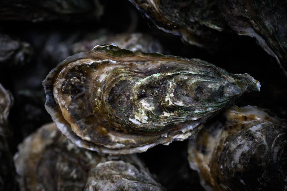 Sunken Ship Now an Oyster Sanctuary!