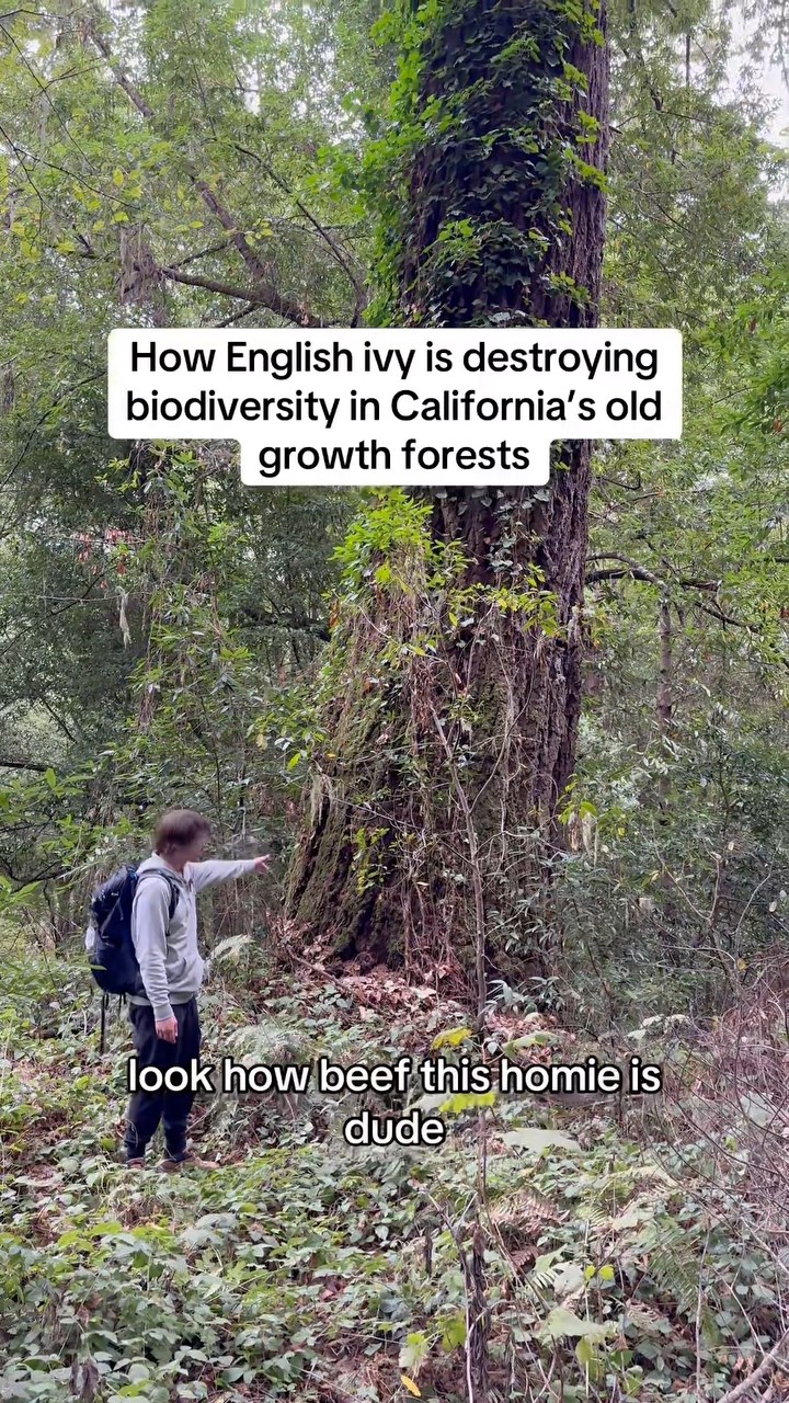 Why You Should NEVER Buy English Ivy