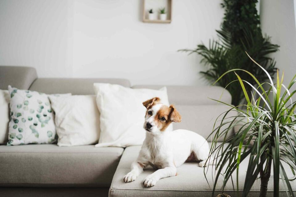 What Your Dog’s TV Habits Really Mean