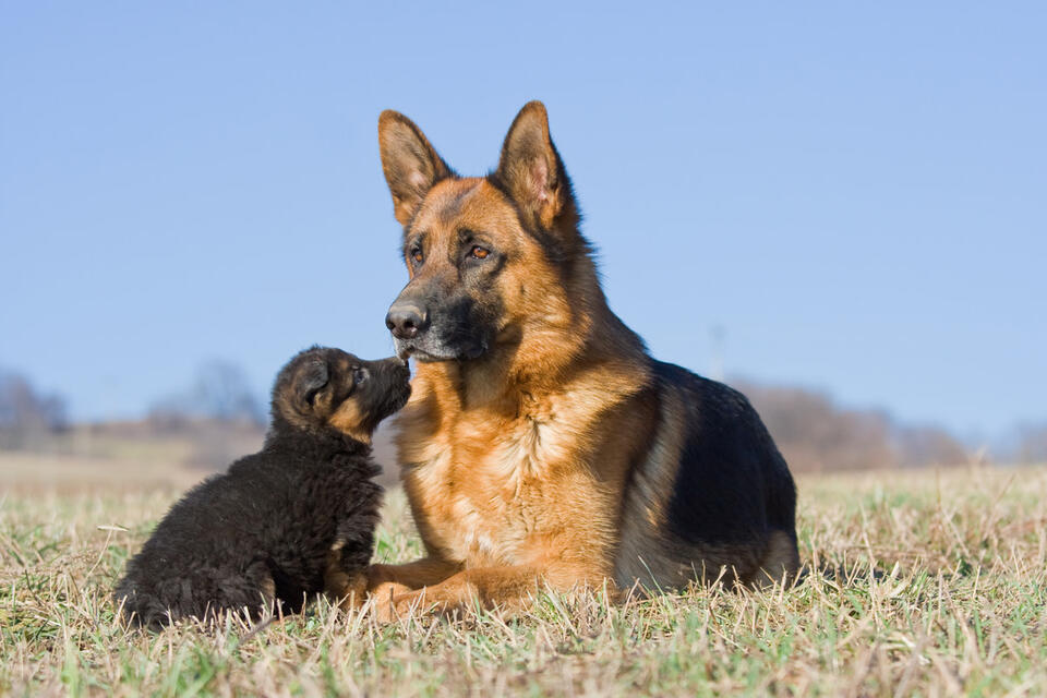 German Shepherd’s Tearful Puppy Reunion