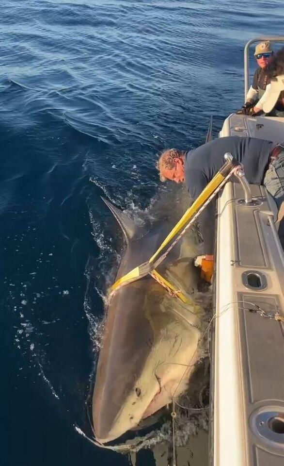 Massive Shark Heads for Martha’s Vineyard!