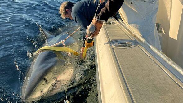 Massive Shark Heads for Martha’s Vineyard!