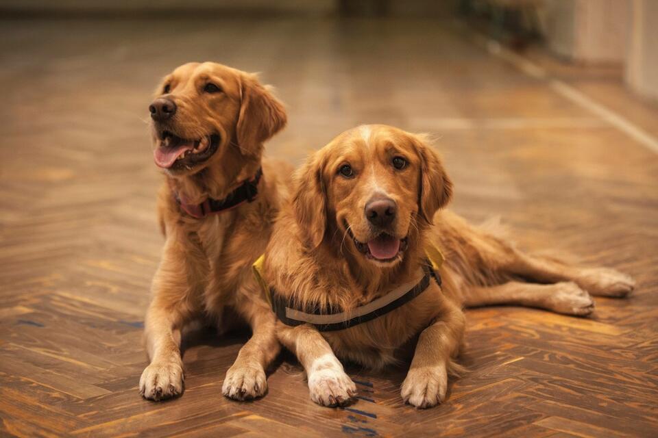 Golden Retrievers’ Snack Heist Caught on Cam
