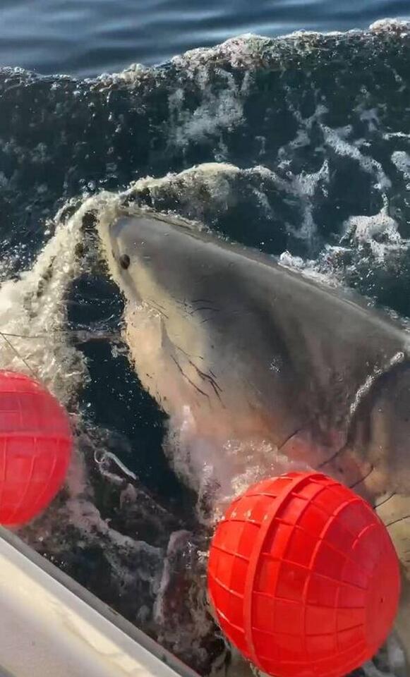 Massive Shark Heads for Martha’s Vineyard!
