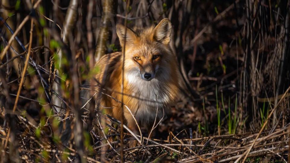 Fox Saved from Plastic Trap!