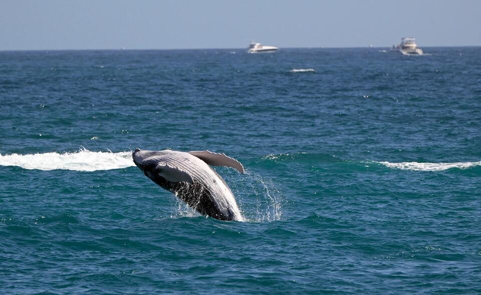 Whale Deaths Spike in SF Bay—What’s Up?