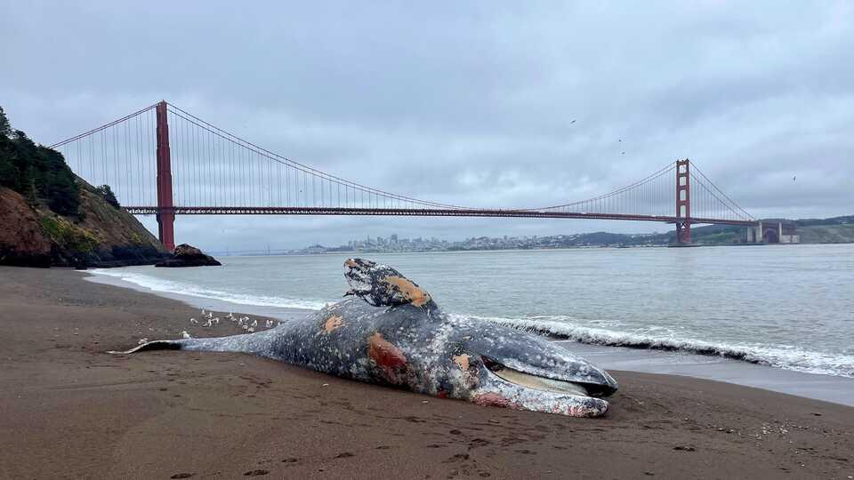 Whale Deaths Spike in SF Bay—What’s Up?