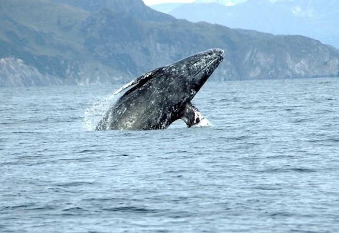 Whale Deaths Spike in SF Bay—What’s Up?
