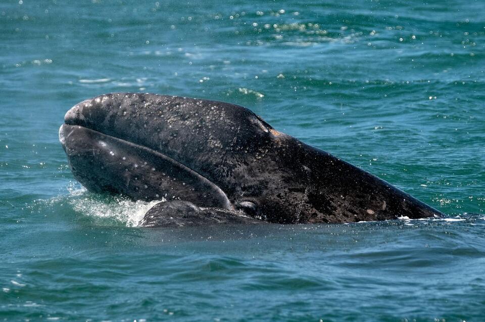 Whale Deaths Spike in SF Bay—What’s Up?