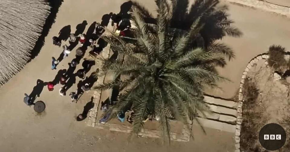 Ancient Seed Grows Into 10-Foot Mystery Tree