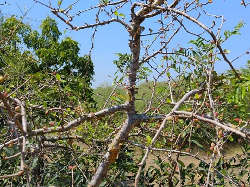Ancient Seed Grows Into 10-Foot Mystery Tree
