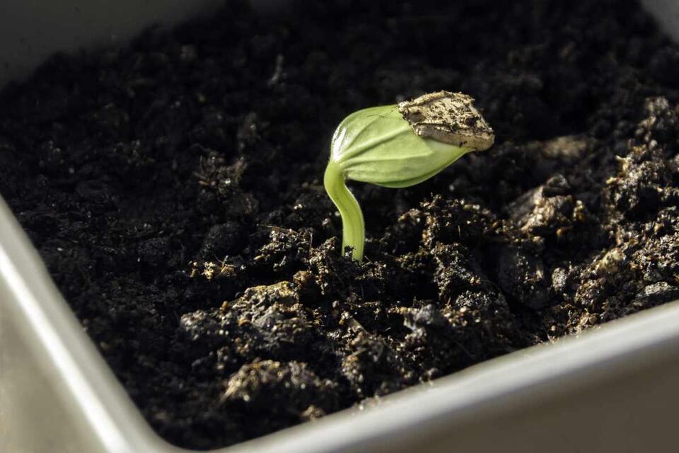 Ancient Seed Grows Into 10-Foot Mystery Tree
