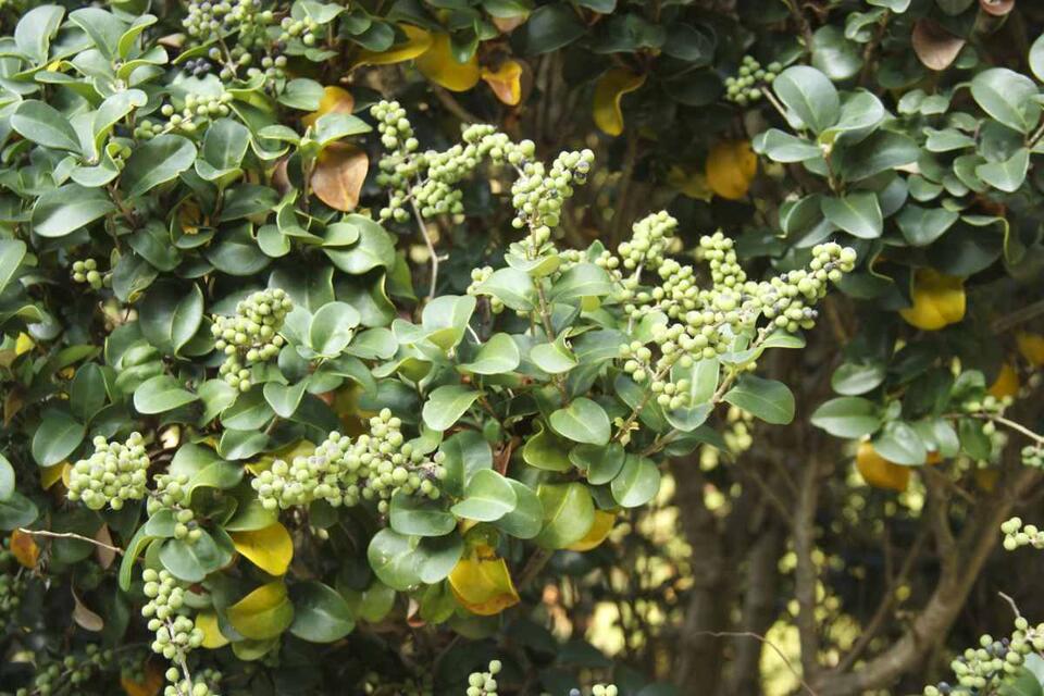 Ancient Seed Grows Into 10-Foot Mystery Tree