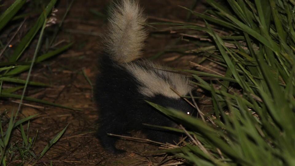 Rabid Skunk Spotted in SC Neighborhood!