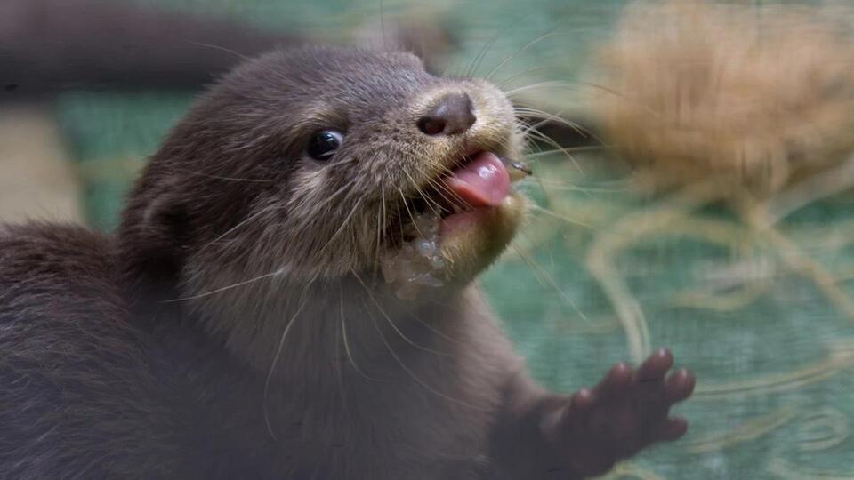 Otter Pups Are About to Make Their Debut!