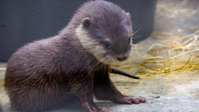 Otter Pups Are About to Make Their Debut!