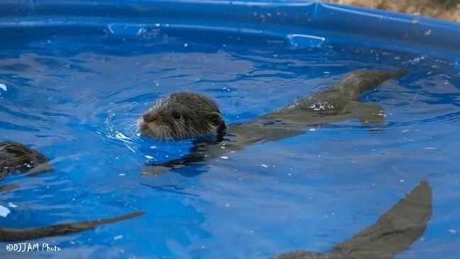 Otter Pups Are About to Make Their Debut!