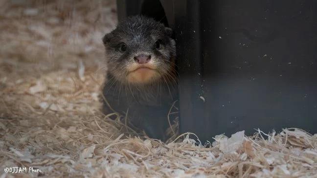 Otter Pups Are About to Make Their Debut!