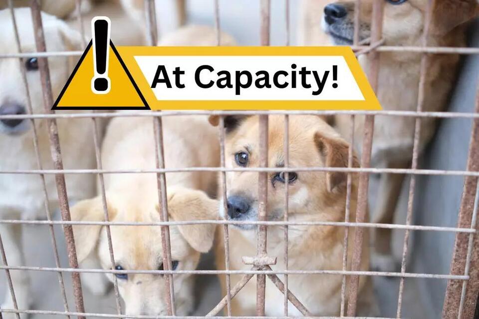 NYC Animal Shelters Hit Breaking Point