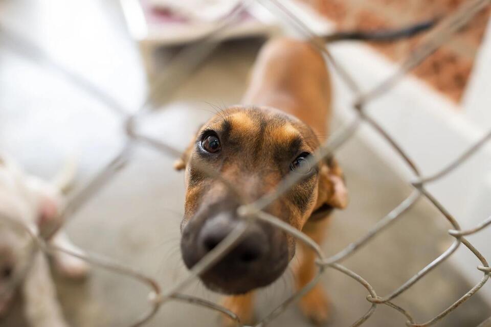 NYC Animal Shelters Hit Breaking Point