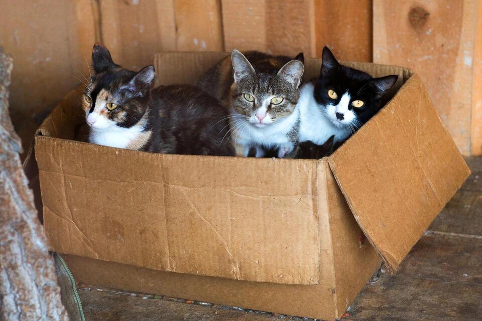 NYC Animal Shelters Hit Breaking Point
