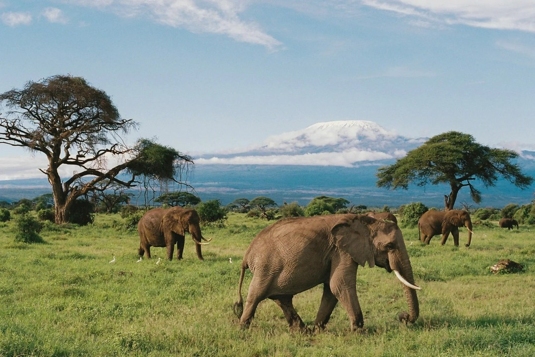 Kilimanjaro in the film, lush with greenery