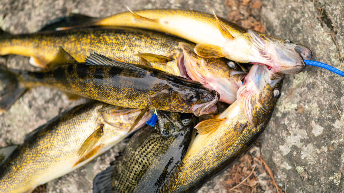 Never say the "W" word while fishing 🤫⛵