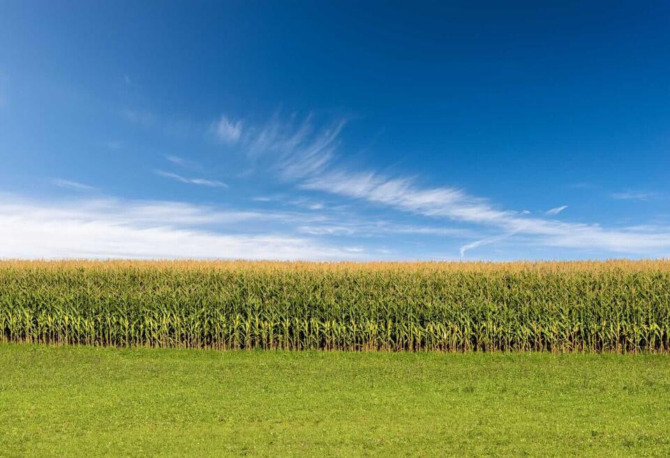 Why Corn Prices Are Dropping This Week