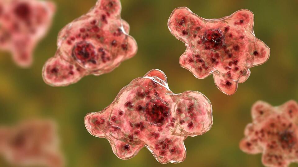 Brain-Eating Amoeba in SC?!