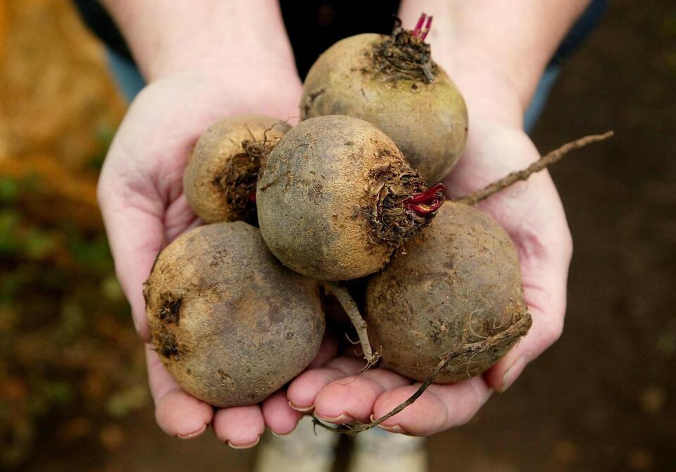 Beetroot Juice: The Surprising BP Hack