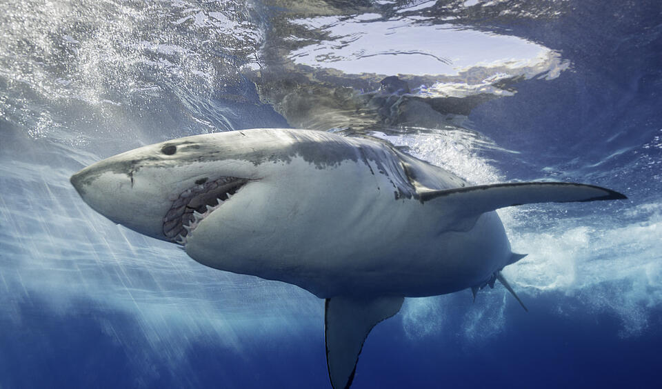 Massive Shark Spotted Near Nantucket!