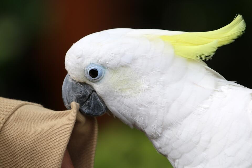 This Cockatoo’s Tantrum Is Next Level