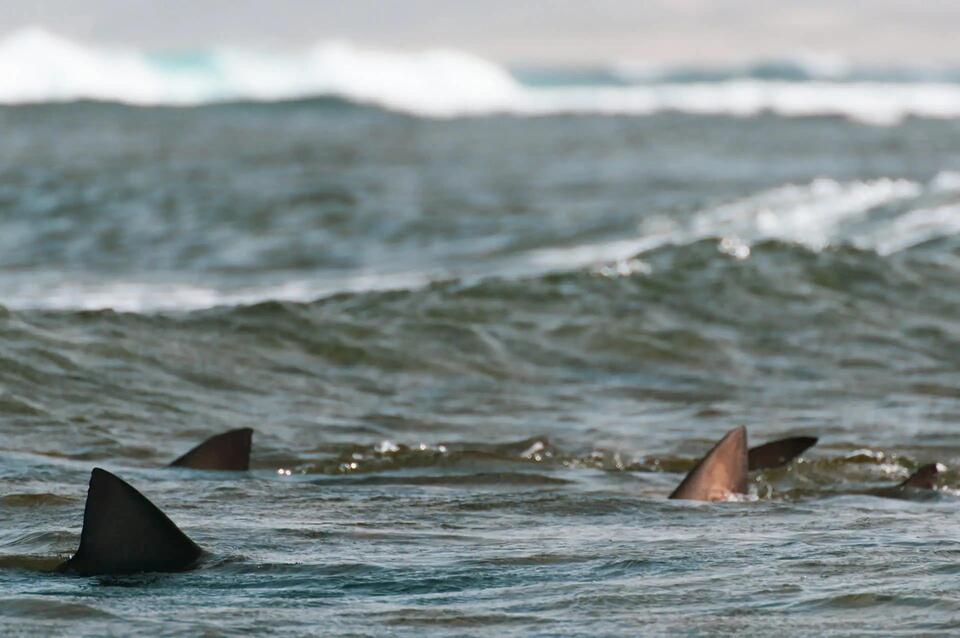 Paddleboarders’ Wild Shark Sighting!