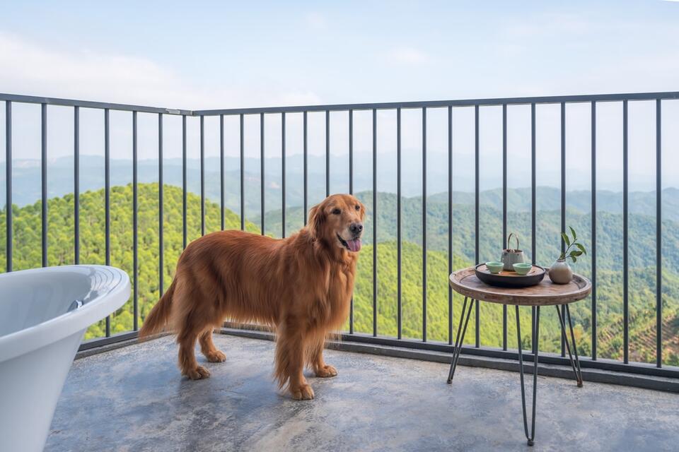 Golden Retriever’s Sunset Vibes Hit Different