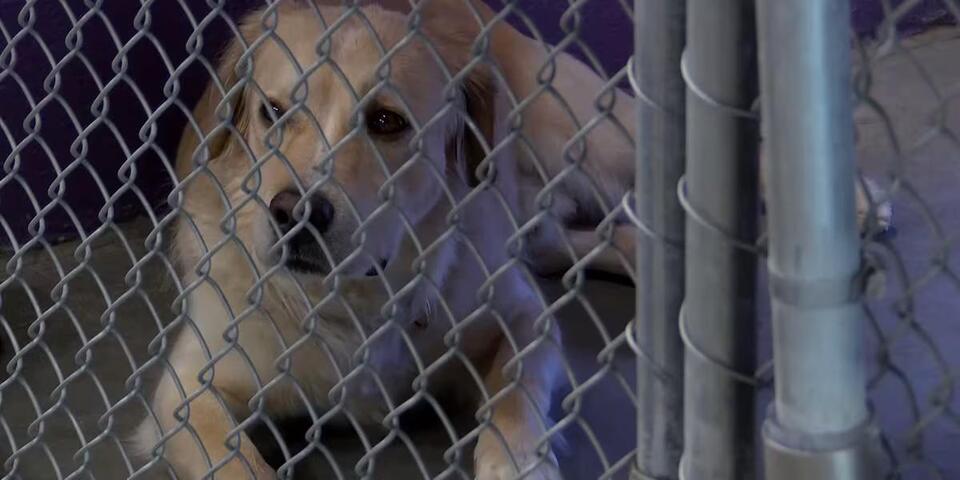 $1.9M Boost for AZ Animal Shelters!