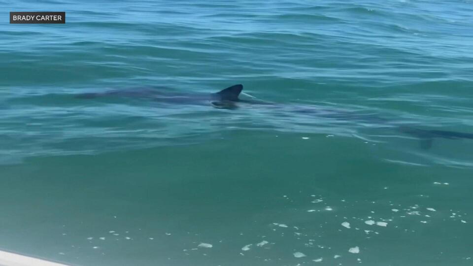 Hammerhead Sharks Are Crashing MA Beaches