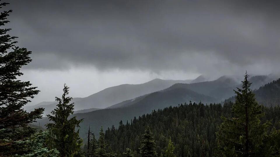 Close Call: Cougar Attack at Hurricane Ridge
