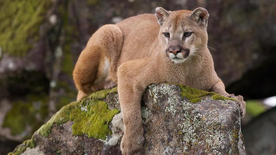 Close Call: Cougar Attack at Hurricane Ridge