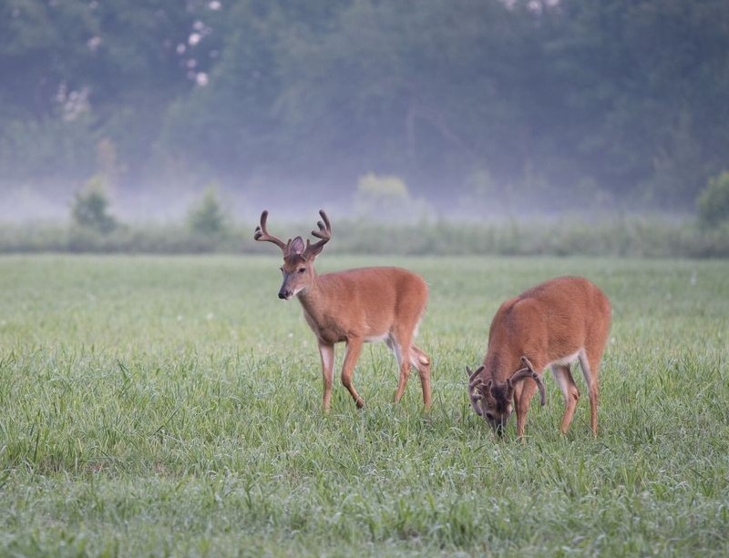 Figuring out deer feeding times, so I get more big bucks